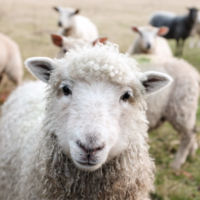 <div class="portfolio-info">
<h3>ALIMENTS POUR MOUTONS</h3>
<h4>En stock</h4>
</div>