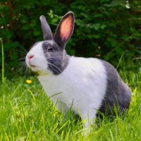 <div class="portfolio-info">
<h3>GRANULÉS POUR LAPIN</h3>
<h4>En stock</h4>
</div>